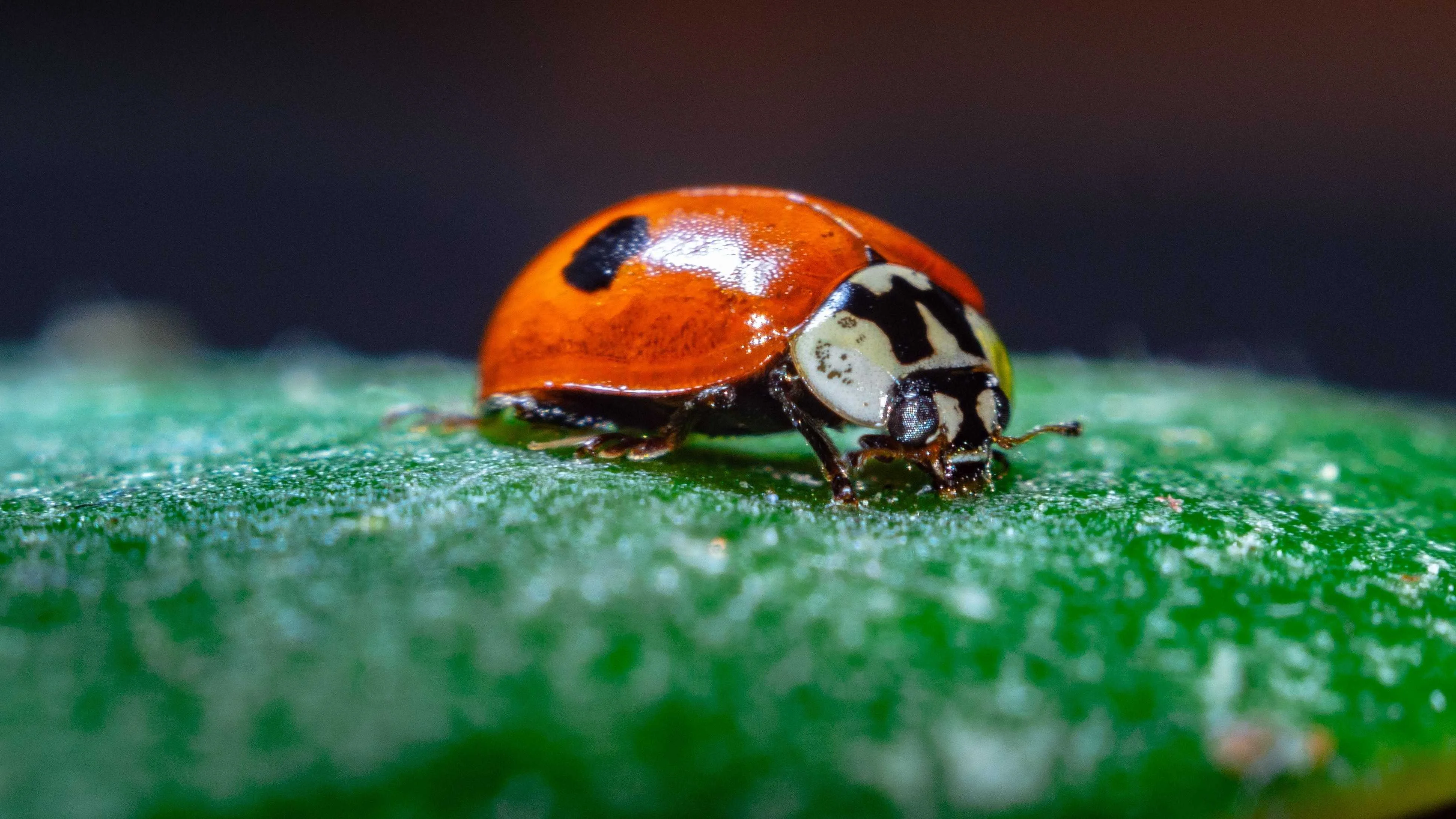 Aging Code Vulnerabilities Resurface: The Tech Industry's Hidden Risks